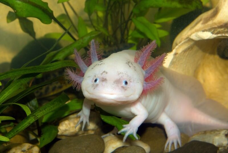 A pale pink axolotl staring right at the camera. It looks like it's smiling.