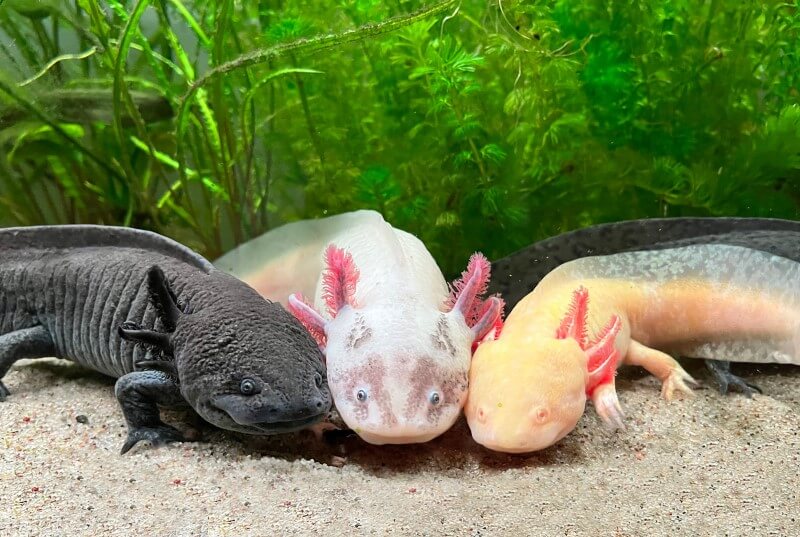 Three axolotl's in a tank, one charcoal, one pale pink, one orangey pink.