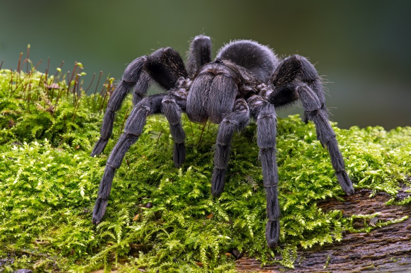 A midnight black tarantula, on top of a mossy log. 