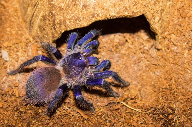 A bright cobalt blue tarantula, on the edge of a burrow.