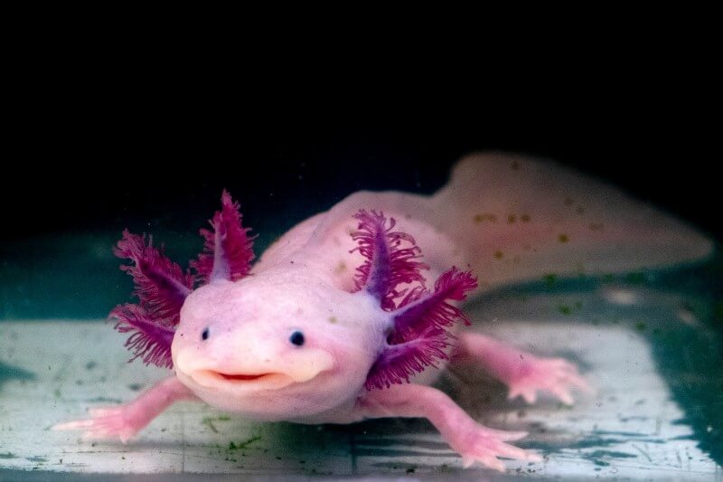 A pink axolotl with purple/pink frills/gills. 
