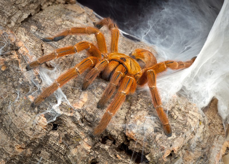 A red tarantula, on top of a log covered in webs.