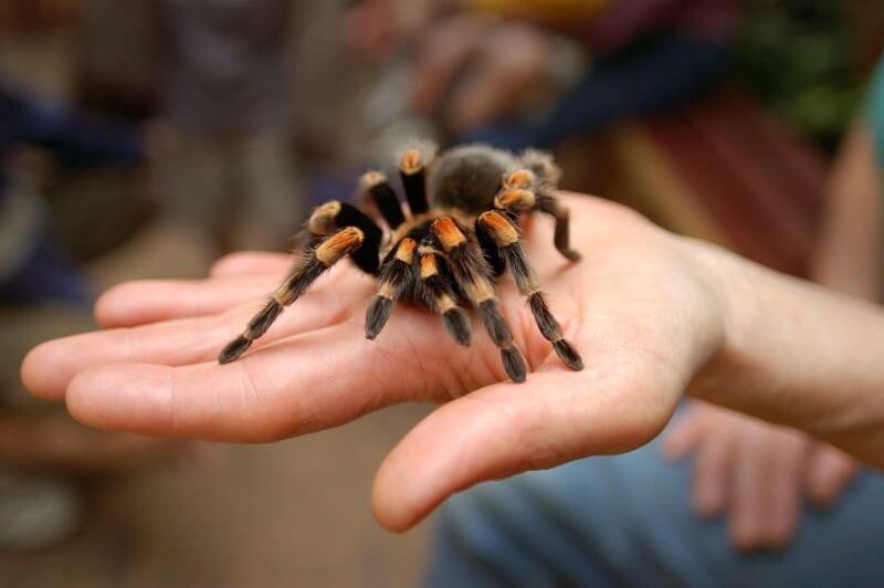 A tarantula in the palm of a hand.
