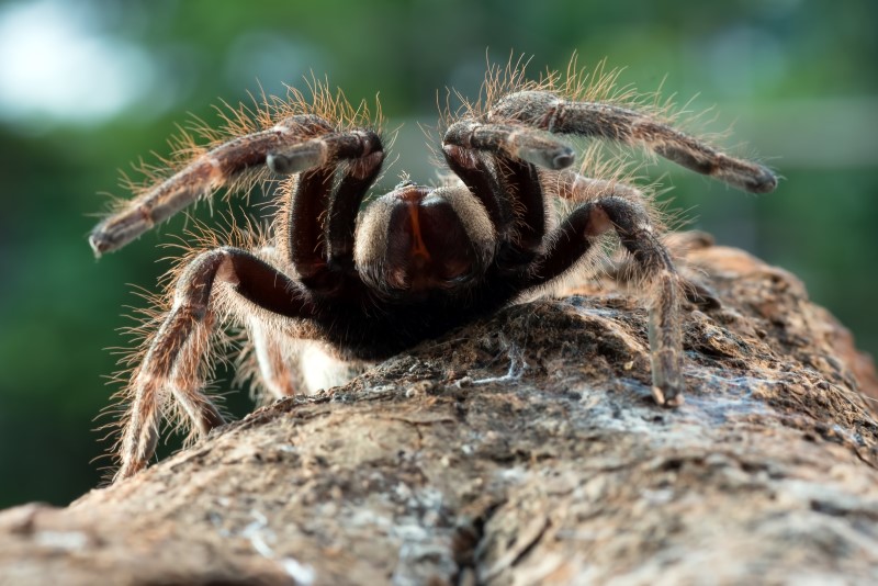 A tarantula on a log, facing the camera, rearing it's front legs.