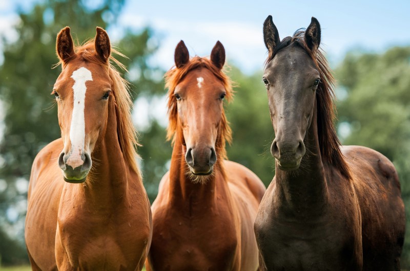 Three horses, two light brown one dark brown, facing the camera.