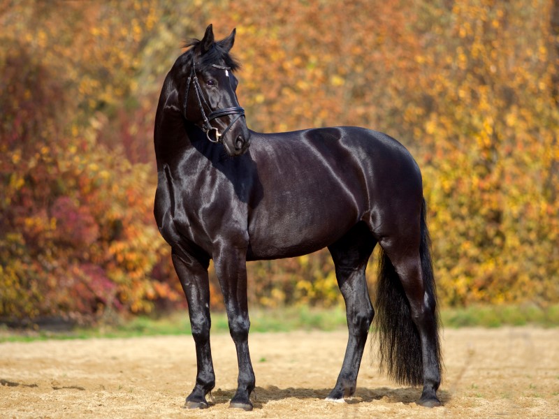A black horse, standing side on to the camera, looking to the right.