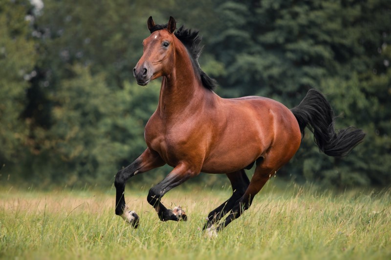 A brown horse running through a field, side on to the camera. Medium Zoom. 