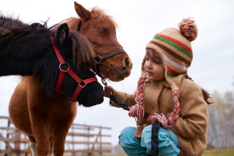 A young child, crouched next to two very small cute ponies, one brown one dark brown.