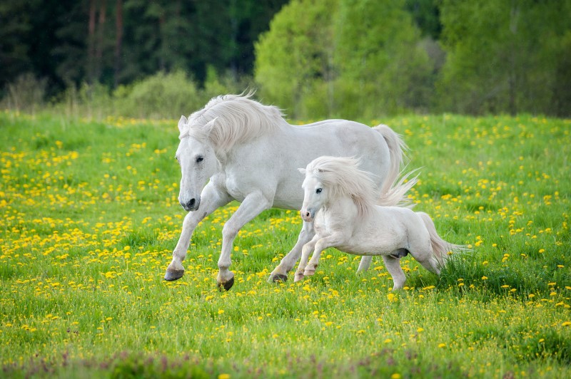 Two white horses, one an adult one a small foal, running through a field of dandelions.